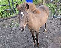 miniature-filly