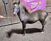 too-cute-filly
