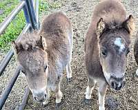 miniature-horse-for-sale