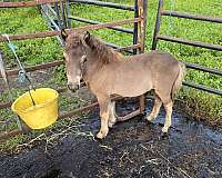 miniature-filly