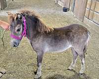 miniature-horse