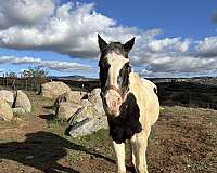 paint-gelding