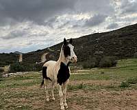 paint-horse-for-sale