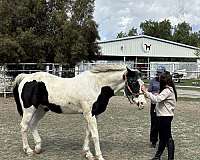 paint-horse