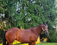 sox-quarter-horse