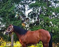 aqha-broodmare-mare