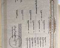 proven-producer-mare