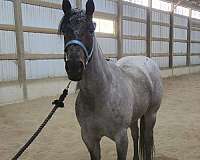 blue-roan-small-star-one-hind-sock-horse
