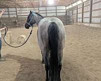 your-choice-mare