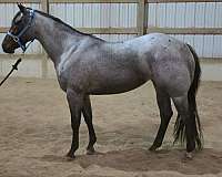 small-star-one-hind-sock