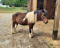 cross-trail-pony-shetland-pony