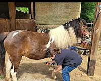 shetland-pony-gelding
