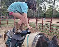 shetland-pony-for-sale