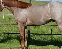 trail-quarter-horse