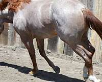 ranch-quarter-horse