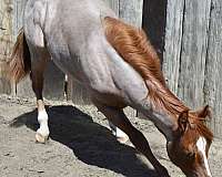 rope-quarter-horse