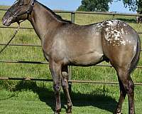 he-appaloosa-horse