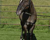grulla-he-horse