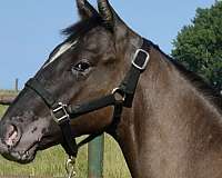 he-colt