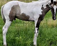 dun-f-paint-horse