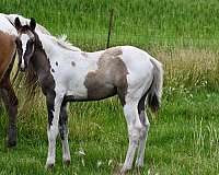 grulla-dun-f-horse
