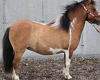 dun-overo-miniature-horse