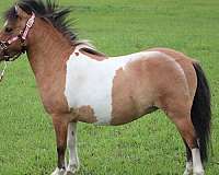 overo-mare-miniature-horse
