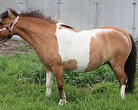show-bred-miniature-horse