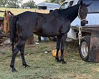 4-h-quarter-horse