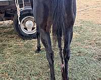 all-around-quarter-horse