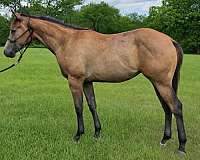 show-winn-quarter-horse