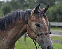 buckskin-show-winn-horse
