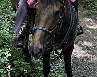 gelding