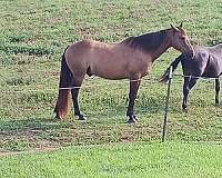 bay-horse