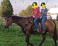 bred-horse