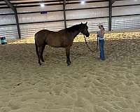 all-around-quarter-horse
