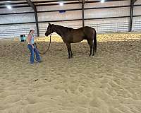 performance-quarter-horse