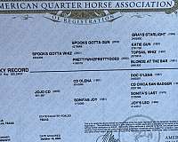 reining-quarter-horse