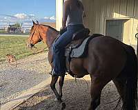 western-pleasure-quarter-horse