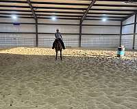 bay-quarter-horse-gelding