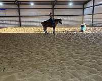 bay-all-around-horse