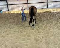 bay-performance-horse