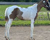 tobiano-horse
