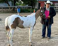 grulla-tobiano-horse