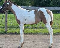 all-around-paint-horse