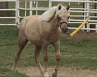 palomino-roan-pony