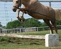 palomino-dun-factor-pony