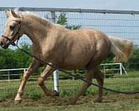 roan-pony