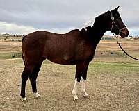 paint-gelding