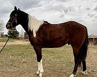 paint-horse